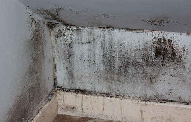 Mold Remediation Gem City Restoration   Mold Remediation 